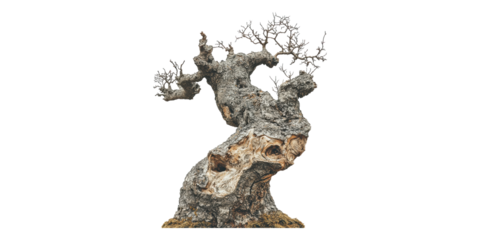 Ancient gnarled tree trunk with bare branches isolated on transparent background