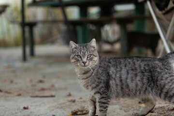 A beautiful Cat waiting on outdoor