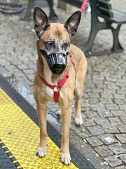 dog stands muzzled tied to a bench
outdoors