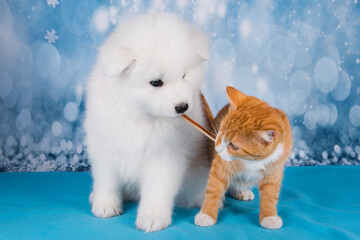 White fluffy bear small Samoyed dog and red cat. Dog and cat are friends.