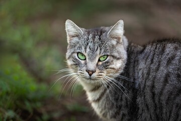 A beautiful Cat waiting on outdoor