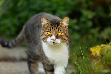 Obraz premium A beautiful Cat waiting on outdoor
