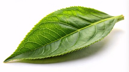 Obraz premium Single tea leaf fragment on white background