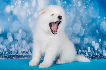 The dog is smiling. White fluffy bear small Samoyed puppy dog muzzle close up © zanna_