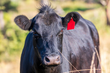 Photograph of the head of a large black cow covered in flying insects in an agricultural field in the Blue Mountains in New South Wales, Australia.