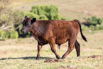 Photograph of a baby brown cow standing in an agricultural field in the sunshine on a hot day in the Blue Mountains in New South Wales, Australia.