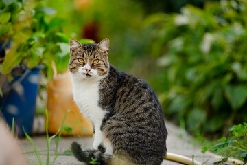A beautiful Cat waiting on outdoor