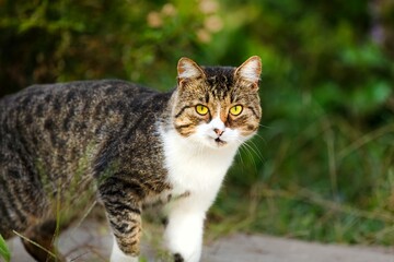 A beautiful Cat waiting on outdoor