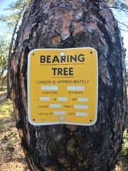 Bearing Tree