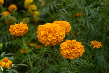 Vibrant Marigold Flower on Plant - Close-Up of Genda Phool in Bloom