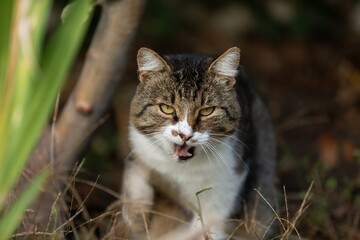 A beautiful Cat waiting on outdoor