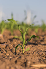 corn plant