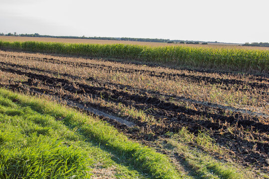 muddy ruts in a corn field