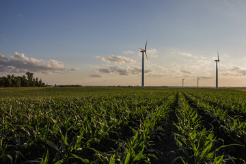 corn field with wind turbines © Peter