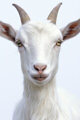 Fototapeta premium Goat with long horns