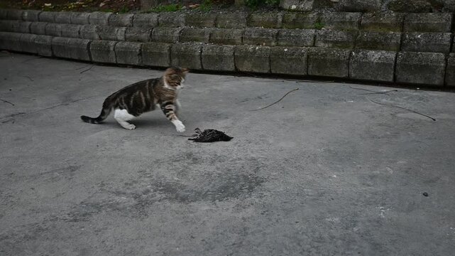 Cat playing with dead starling in the evening in the city