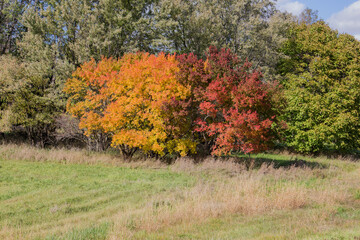 autumn leaves