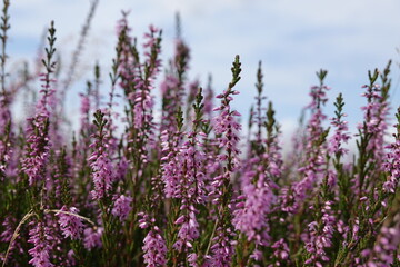 Close up of European heather flowers