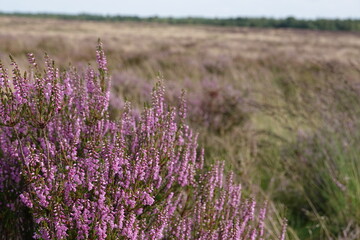Close up of European heather flowers