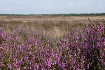 Fototapeta premium Close up of European heather flowers