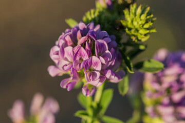 Fototapeta premium close up of alfalfa blossom