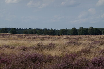 Obraz premium Dutch wild pink heathland flowers