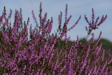 Close up of European heather flowers