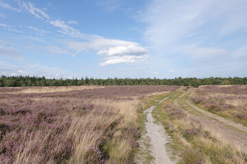 Obraz premium Dutch wild pink heathland flowers