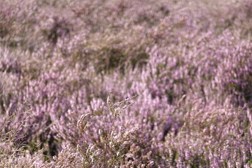 Fototapeta premium Close up of European heather flowers