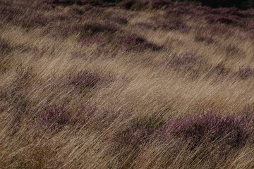 Dutch wild pink heathland flowers