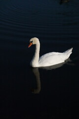 White swan on the water