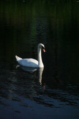 White swan on the water