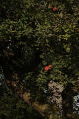 Apple in the orchard
