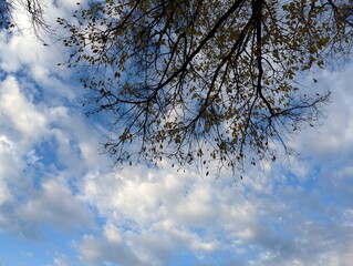 a tree and cloudy skies