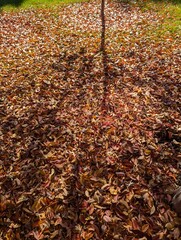 tree shadow on autumn leaves on the ground