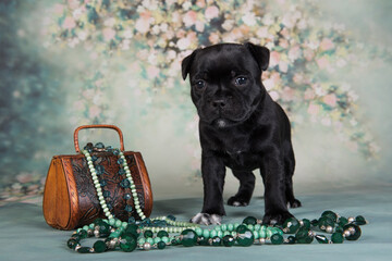American Staffordshire Bull Terrier dog puppy with chest of jewels beads on green background
