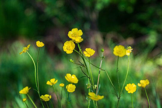 Small yellow blooming buttercups in spring