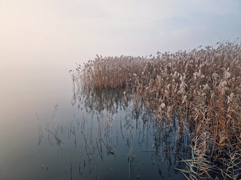 Serene lake with tall reeds in the mist. The calm water and reflections create a tranquil atmosphere. The scene evokes a sense of peace and quiet - Powered by Adobe
