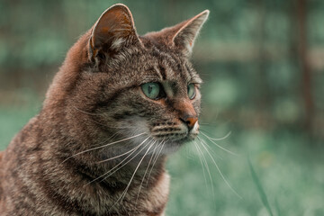 dramatic cat portrait domestic pet walking animal theme outdoor environment space view blurred background