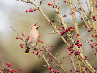 A Waxwing Feeding on Berries