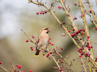 A Waxwing Feeding on Berries