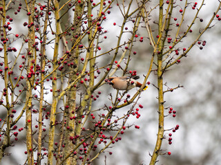 A Waxwing Feeding on Berries