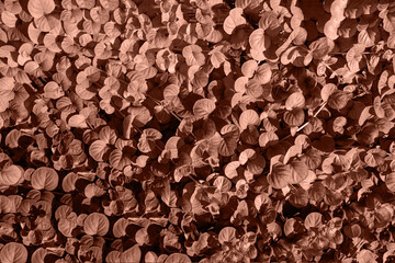 Background from leaves close-up in Color of the year, 2025, mocha mousse, Color of the year