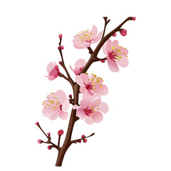Elegant Cherry Blossom Branch with Pink Flowers and Buds – Detailed Spring Floral Design