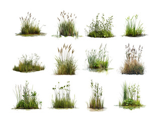 Pack Wetland Vegetation Against a Transparent Background for Environmental Photography, Nature Art, or Ecological Concepts set