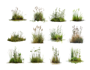 Pack Wetland Vegetation Against a Transparent Background for Environmental Photography, Nature Art, or Ecological Concepts set
