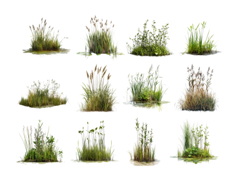 Pack Wetland Vegetation Against a Transparent Background for Environmental Photography, Nature Art, or Ecological Concepts set