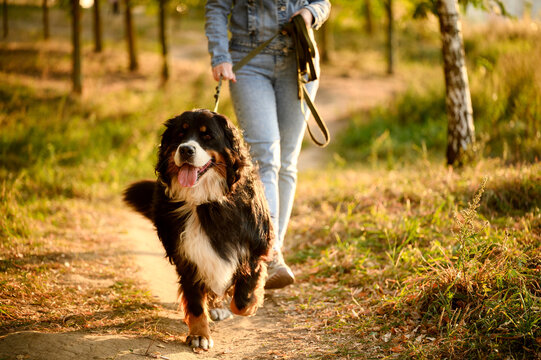Woman takes leisurely stroll through forest, walking her Bernese Mountain Dog, who is tied to leash for safety, at sunset. Professional dog walking, pet care concept.