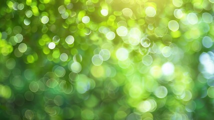 Fototapeta premium Nature green tree abstract defocus as background