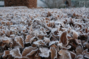 Frost on the grass